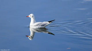 http://4.bp.blogspot.com/-e5YqcVGxTfY/TX5ZQmLVZHI/AAAAAAAAD-E/qlipwaHWMN4/s1600/Gaivota%2Bdo%2BC%25C3%25A1vado.jpg