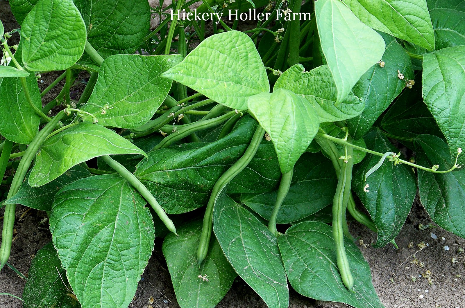 Hickery Holler Farm The Bean Patch