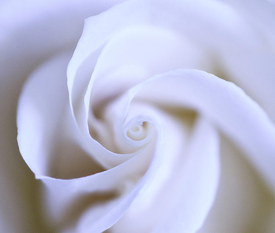 flower photography flower photography