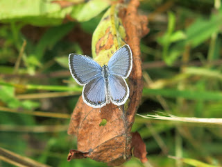 Eastern Tailed-Blue (Everes comyntas), Wednesday, June 17, 2015, 11:57:46 AM