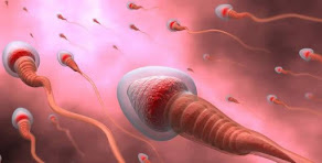 MEN, THESE ARE THE FOUR EASY METHODS OF BOOSTING YOUR SPERM QUALITY AND ENHANCING FERTILITY