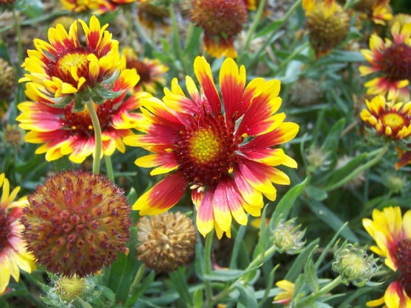 The 2 Minute Gardener Photo Gaillardia (Gaillardia x grandiflora)