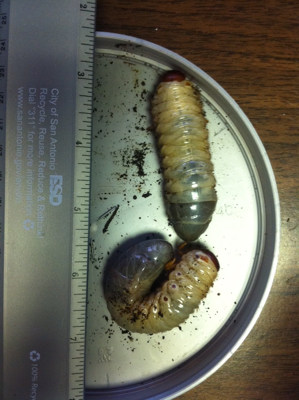 Large Grub