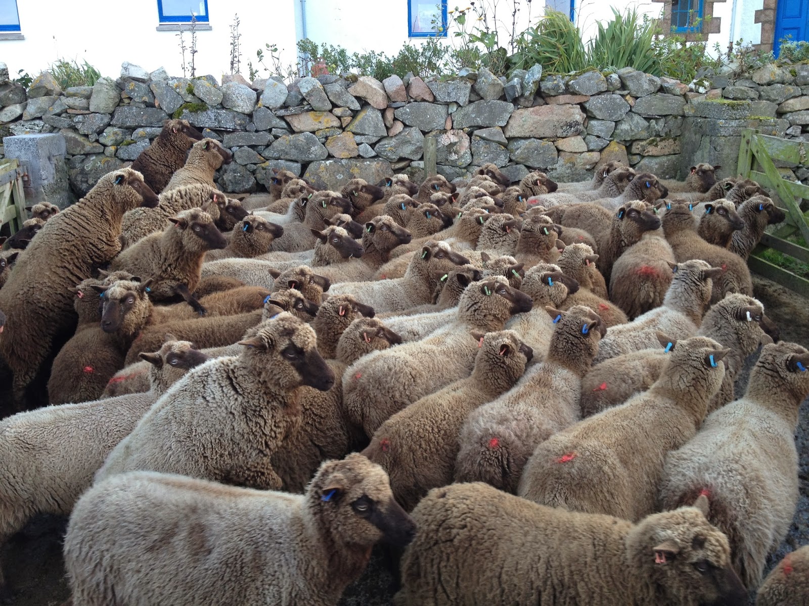 RAMSAY FARMS Photos from Vementry Estate Shetland Day 1.
