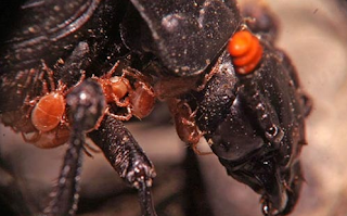 Tungau Kumbang Carrion