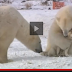 Why Aren't These Two Natural Adversaries Fighting Viciously?