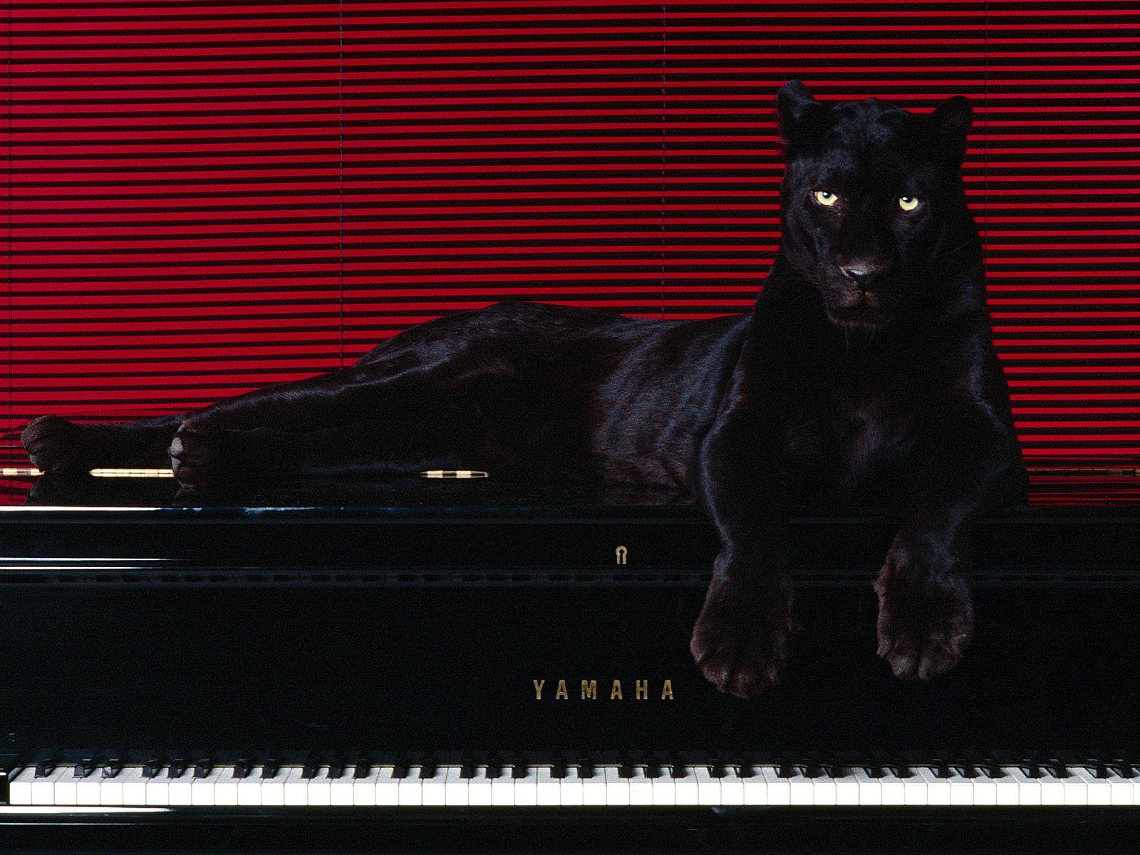 http://4.bp.blogspot.com/-e6hGmwJzILs/T-yg6DheztI/AAAAAAAAAUM/2wYYvOxGDV8/s1600/Black+Panther+on+Piano.jpg
