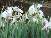 Galanthus