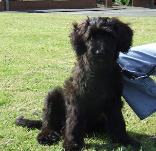 Briard Puppy Picture Briard Puppy Picture