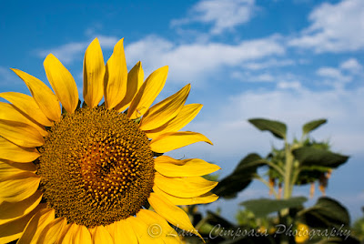 Floarea-Soarelui Sonnenblume Sunflower Tournesol Girasol