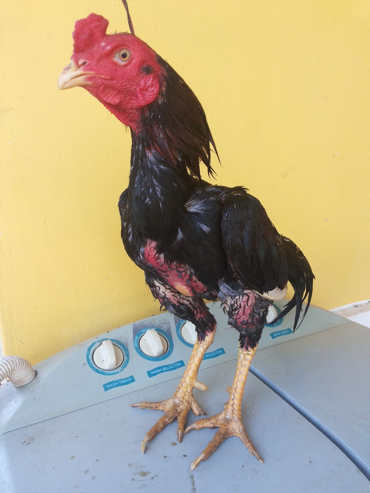 Ayam Sabung Sabah Kota Kinabalu Ayam Sabung Sabah Kota Kinabalu