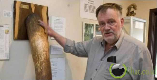 Mengoleksi penis Mengoleksi penis