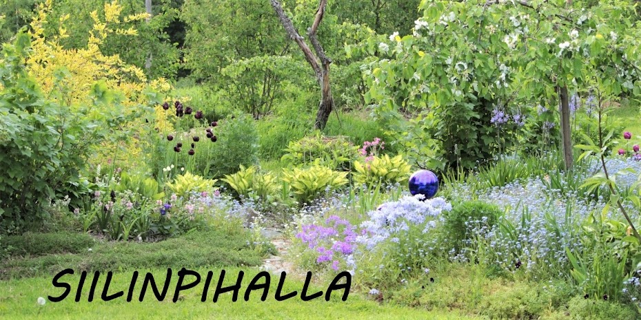 Siilinpihalla