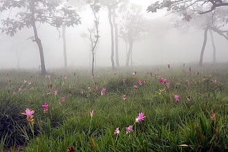 ทุ่งดอกกระเจียว อุทยานแห่งชาติป่าหินงาม จ.ชัยภูมิ