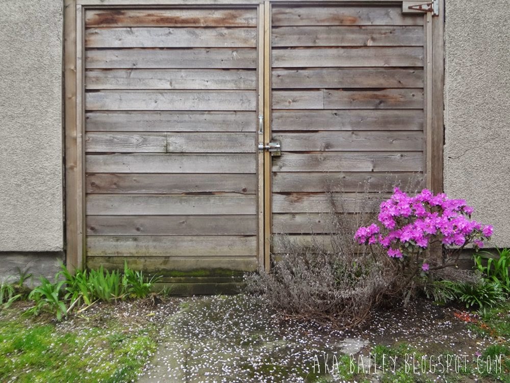 Pink flowers in front of a wooden door Pink flowers in front of a wooden door