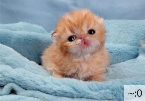 23 Emoticon Lucu Berdasarkan Wajah Kucing 23 Emoticon Lucu Berdasarkan Wajah Kucing