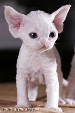 Top 10 Cat Breeds That Stay Small