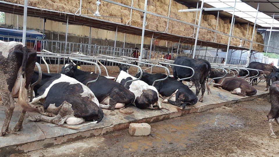 Rich Farm Tassels Dairy Farm in Photos Arguably the Largest and Most