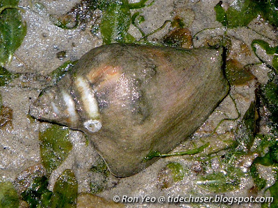 Gong Gong (Laevistrombus turturella) Gong Gong (Laevistrombus turturella)