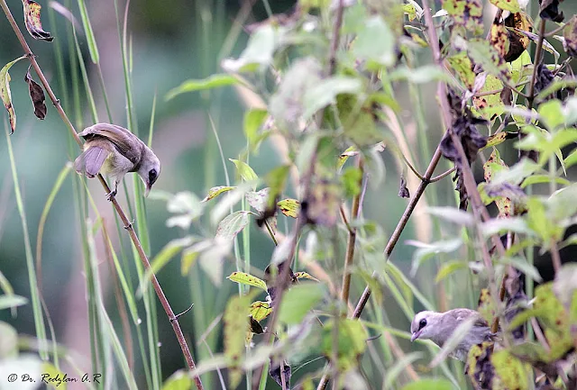 Yellow-vented Bulbuls at on Siam Weed (Chromolaena odorata)