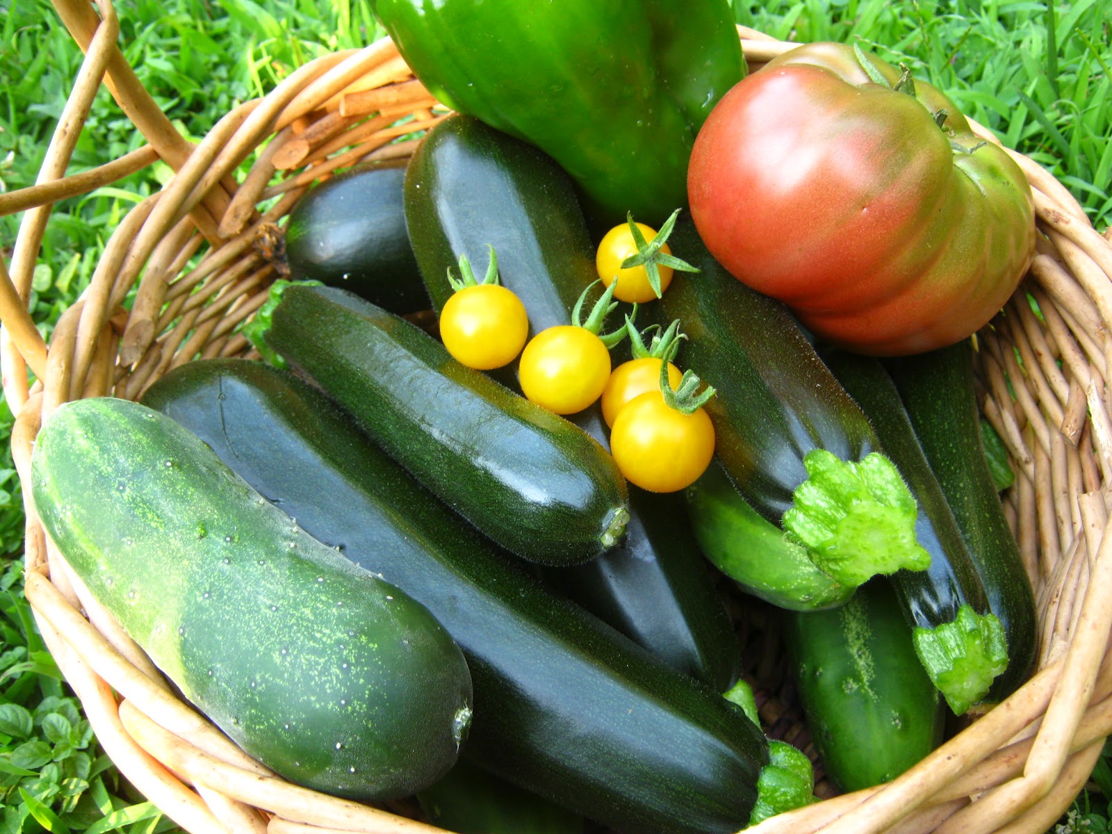 ATLANTA VEGGIES Last of the Zucchini, Plus Squash Beetles