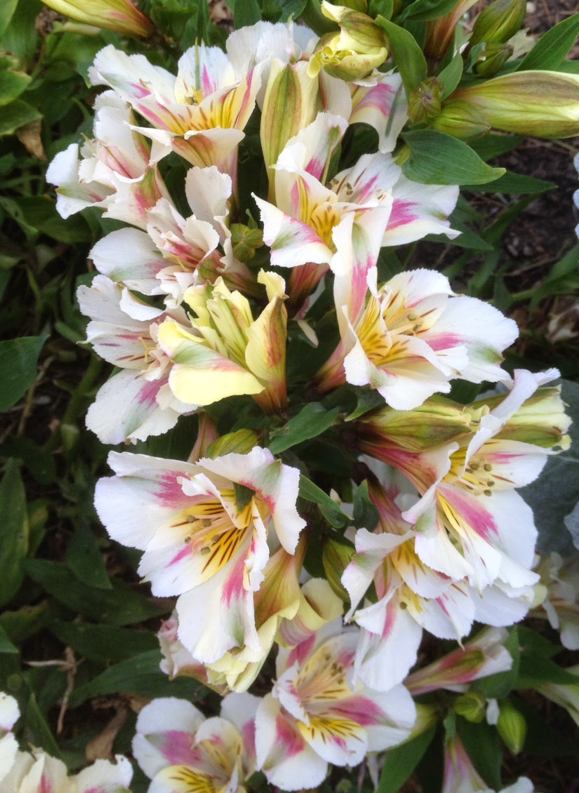 Aprille's SoCal Gardening Dwarf Alstroemeria