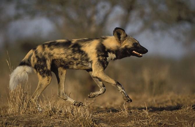 Can Dogs Run As Fast As Horses Can Dogs Run As Fast As Horses