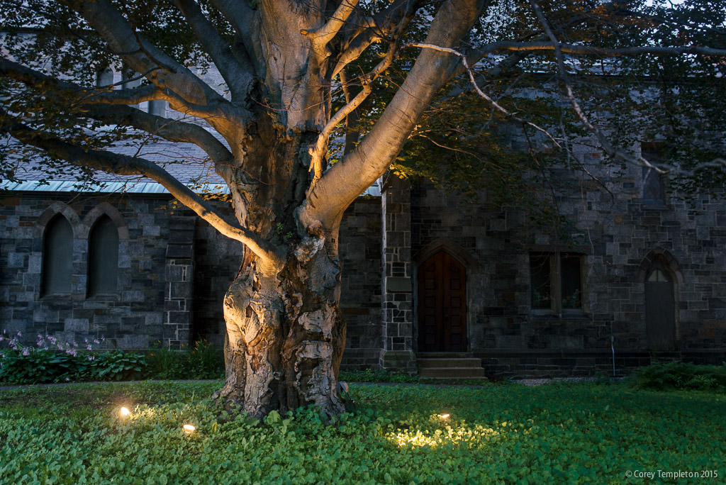 corey templeton photography tree lights