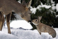 Deer/rabbit Love