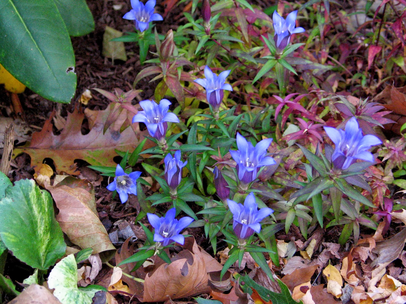 Idyll Haven October Bloom Day Most Likely The Last Hurrah