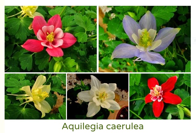 Aquilegia caerulea
