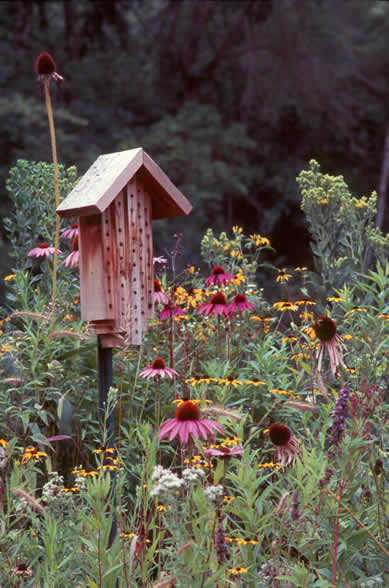 How To Build A Orchard Mason Bee House How To Build A Orchard Mason Bee House