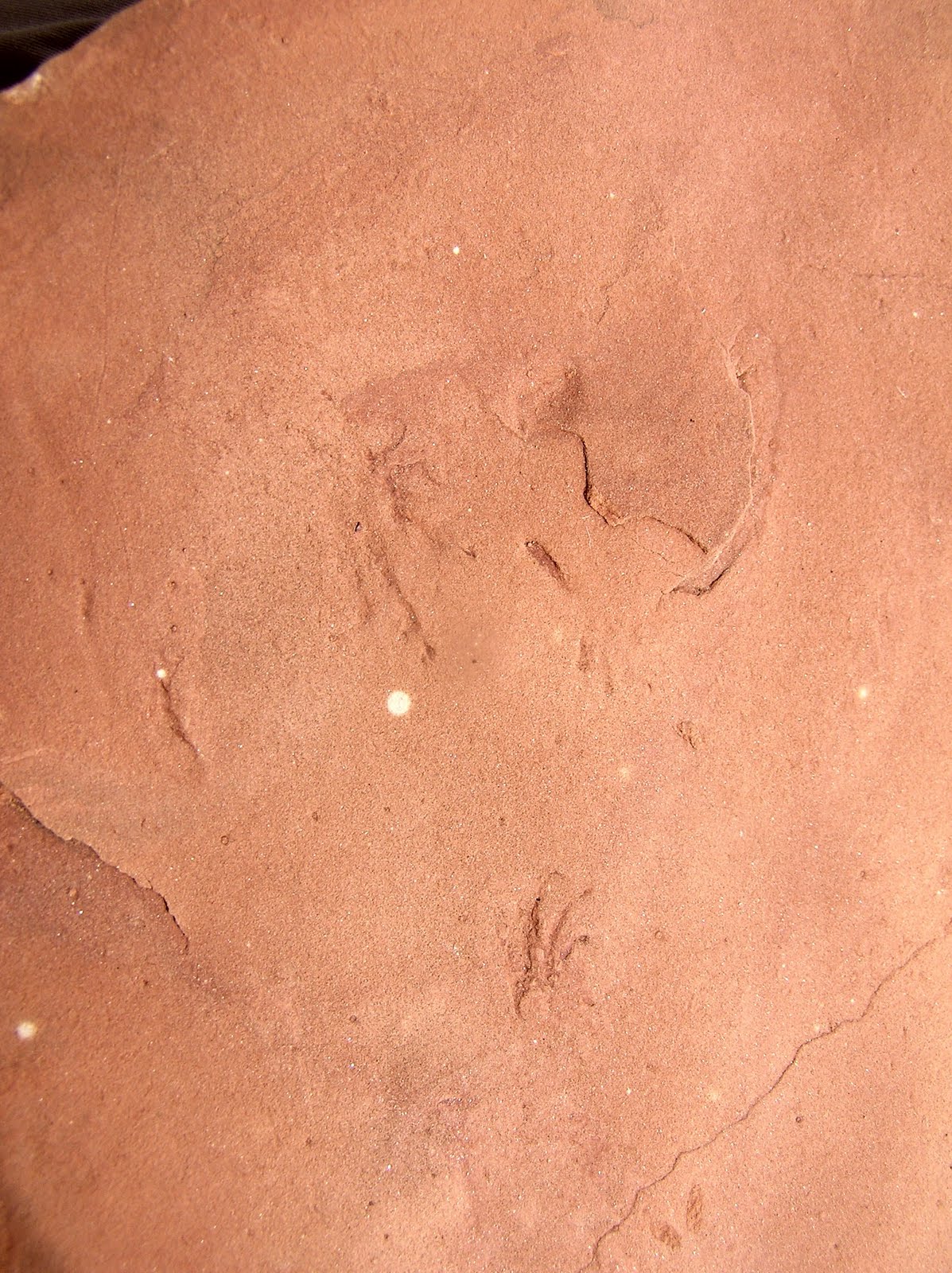 Lizard Footprints