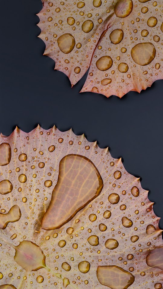 Stock Smartphone Autumn Leaves Dew Drops Android Wallpaper