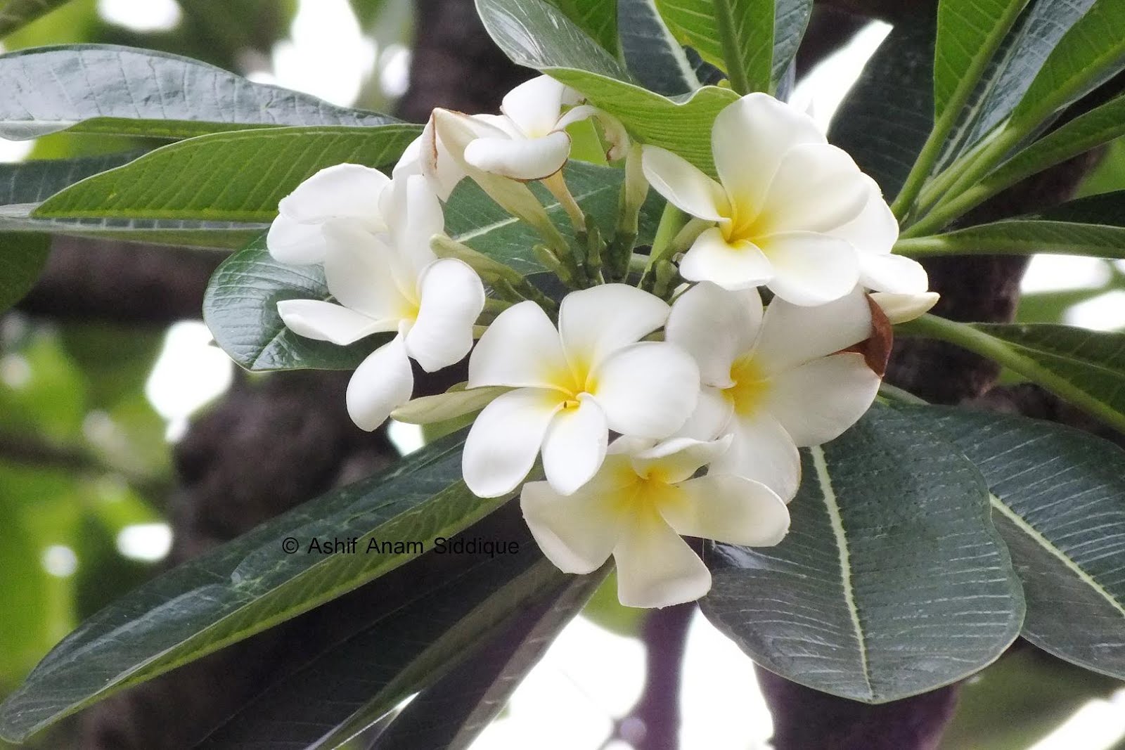 photo memoirs flowers of bangladesh part 01