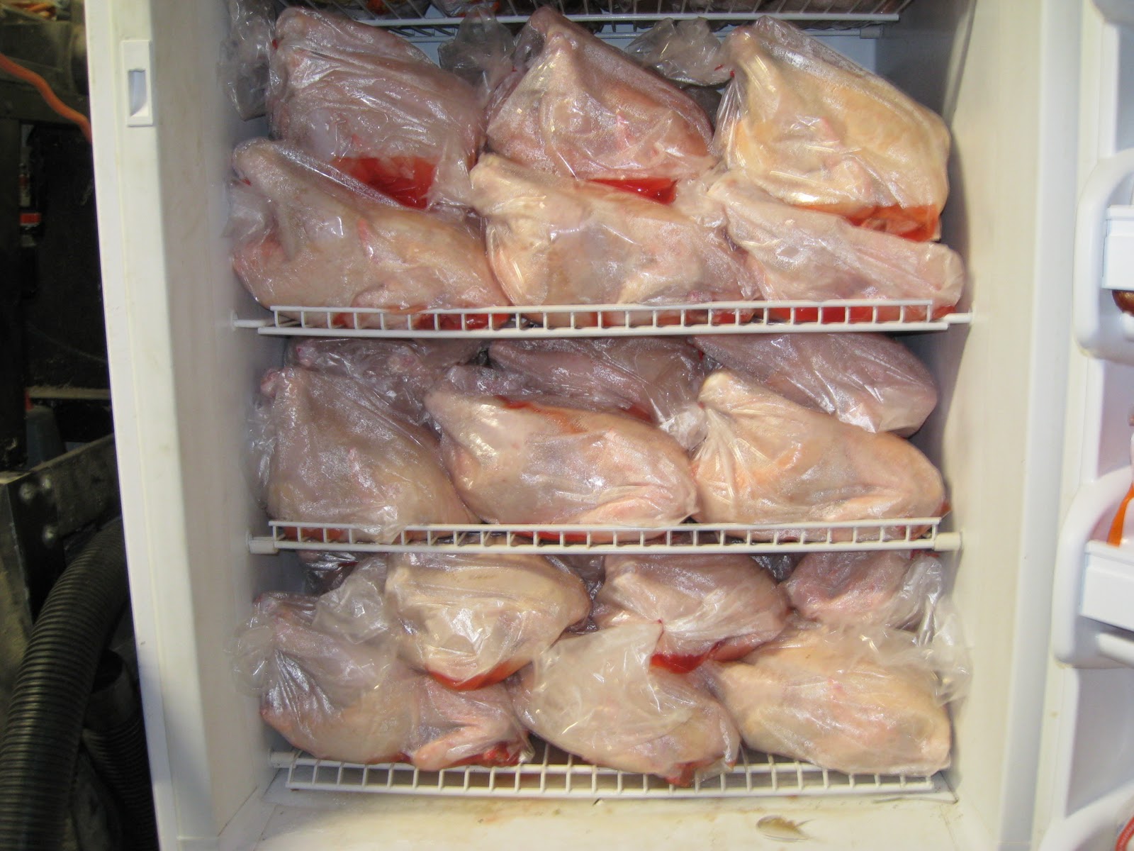 Backyard Farming Chicken and Beef