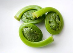 Fiddlehead 2