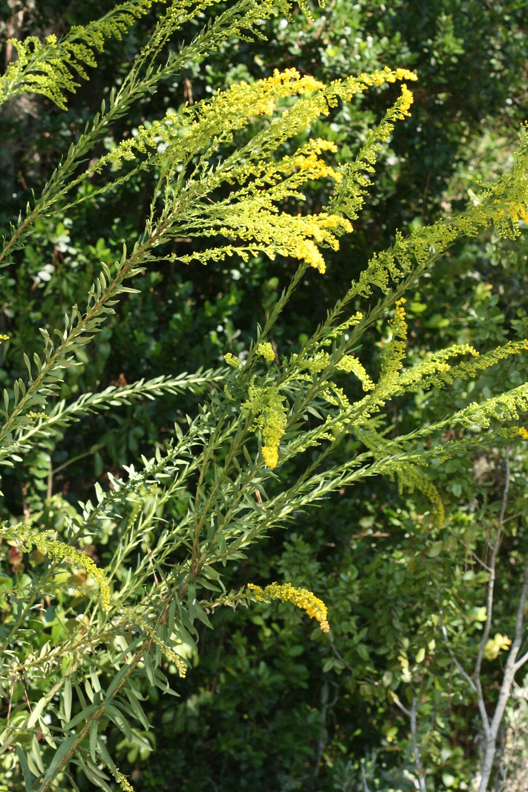 Native Florida Wildflowers September 2011