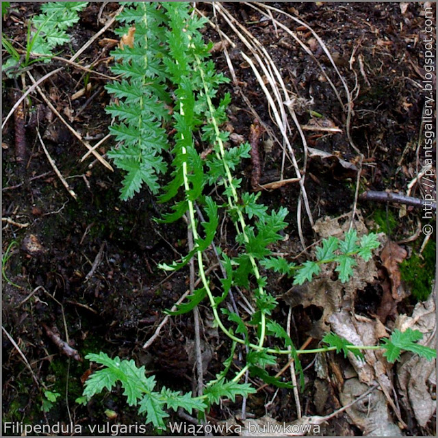 Filipendula vulgaris  (syn. Filipendula hexapetala)- Wiązówka bulwkowa