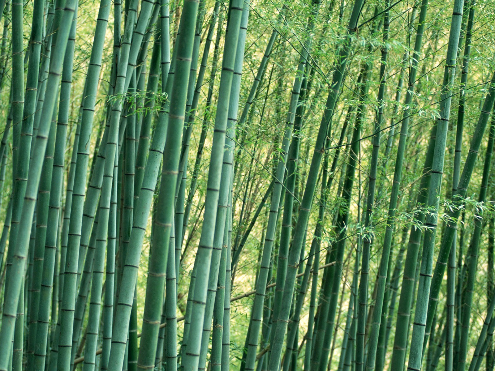 http://4.bp.blogspot.com/-eAwg18f4V3w/TqwP99eGMII/AAAAAAAABbU/-HVEciESAvE/s1600/bamboo-trees_wallpaper.jpg