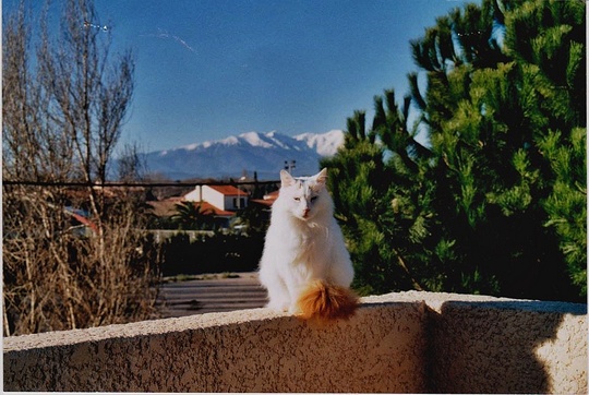 Cat from Montpellier, France