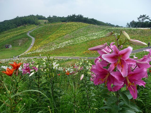 Gottuan S Room びわこ函館山ゆり園