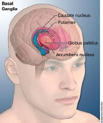 gilles de la tourette syndrome the complexities of phenotype and treatment