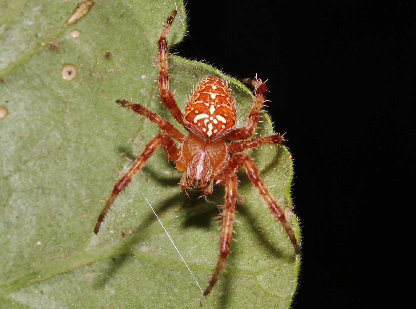 Biodiversity Of Cyprus By Ngo Protection Of The Natural Heritage