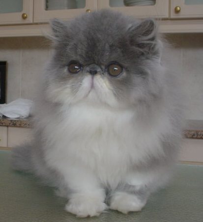 mengatasi jamur pada kucing neko s blog mengatasi jamur pada kucing neko s blog