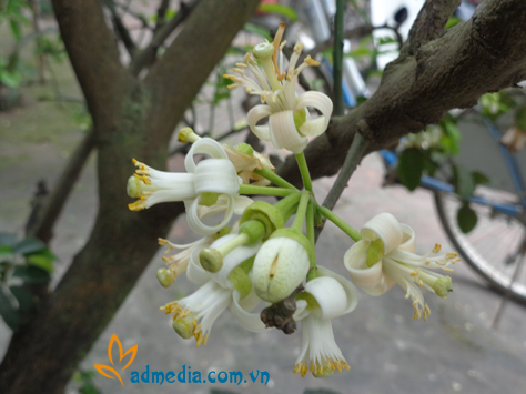 hương hoa bưởi hương hoa bưởi