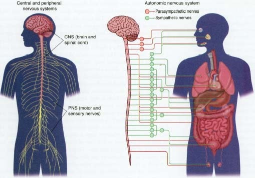 Classification of Nervous System ~ Study of Biological Science