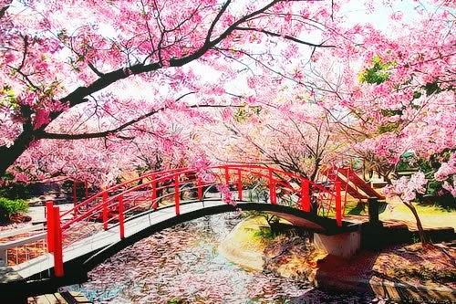 Jual Bibit Bunga Sakura 桜 櫻 Asli Jepang Import Kebun Bibit Bunga