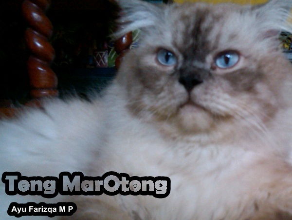 Tong Marotong