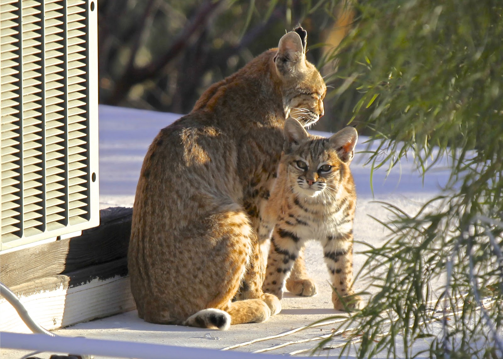 bobcat+on+roof-1b.jpg.jpg